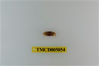 藏品(紫螯大眼蟹)的圖片